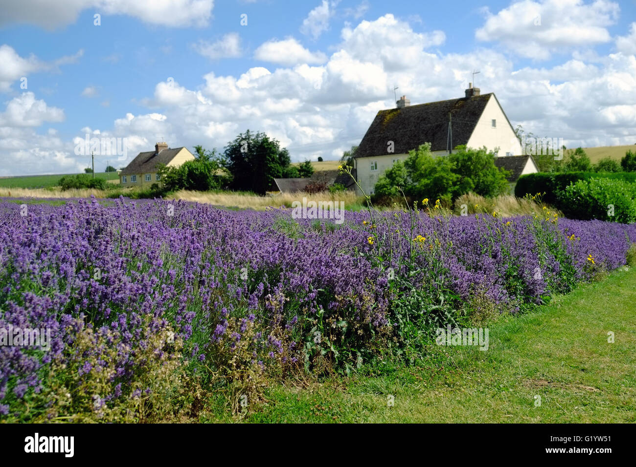 Cotswold Lavender Farm, Snowshill, Gloucestershire, England, Großbritannien. Stockfoto