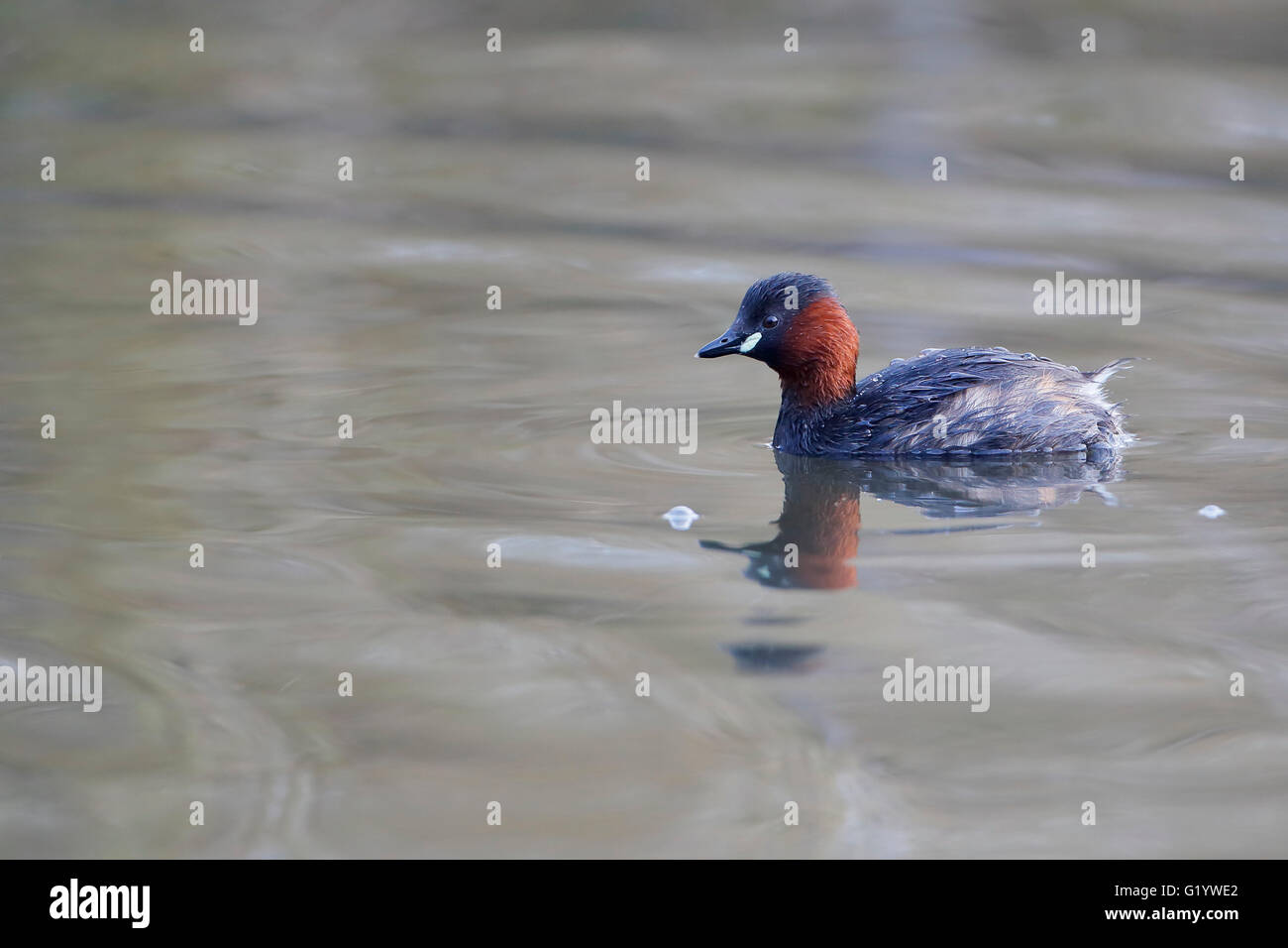 Zwergtaucher (Tachybaptus Ruficollis), die Niederlande Stockfoto