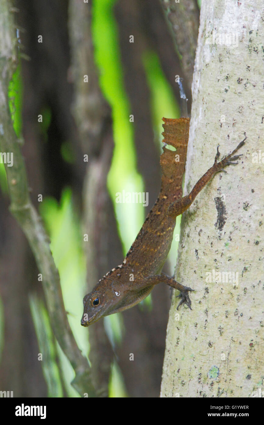 Anolis puerto rico Fotos und Bildmaterial in hoher Auflösung Alamy