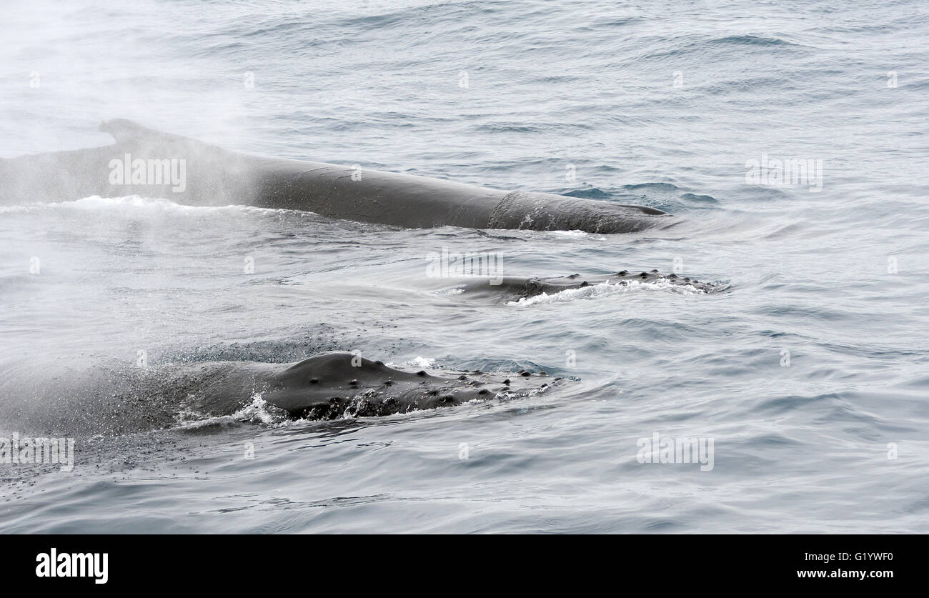 Drei Buckelwale (Impressionen Novaeangliae) Oberfläche und Schlag. Südlichen Sandwichinseln, südliche Ozean. 26 Feb 16 Stockfoto