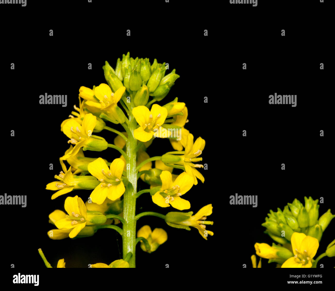 Nahaufnahme Makro einer Knoblauchsrauke Unkraut Blume. Stockfoto