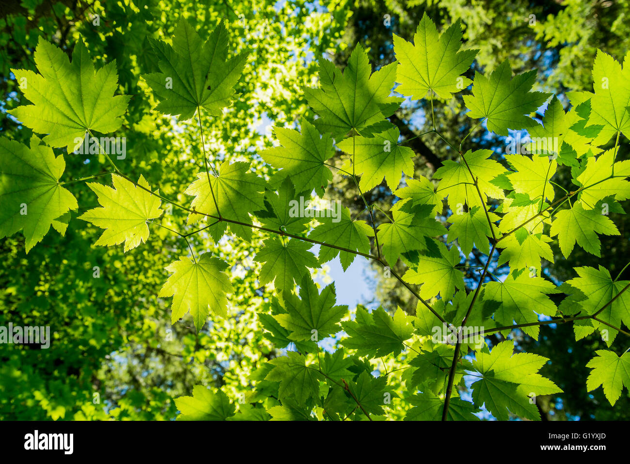 Ahornbaum grüne Blätter Stockfoto