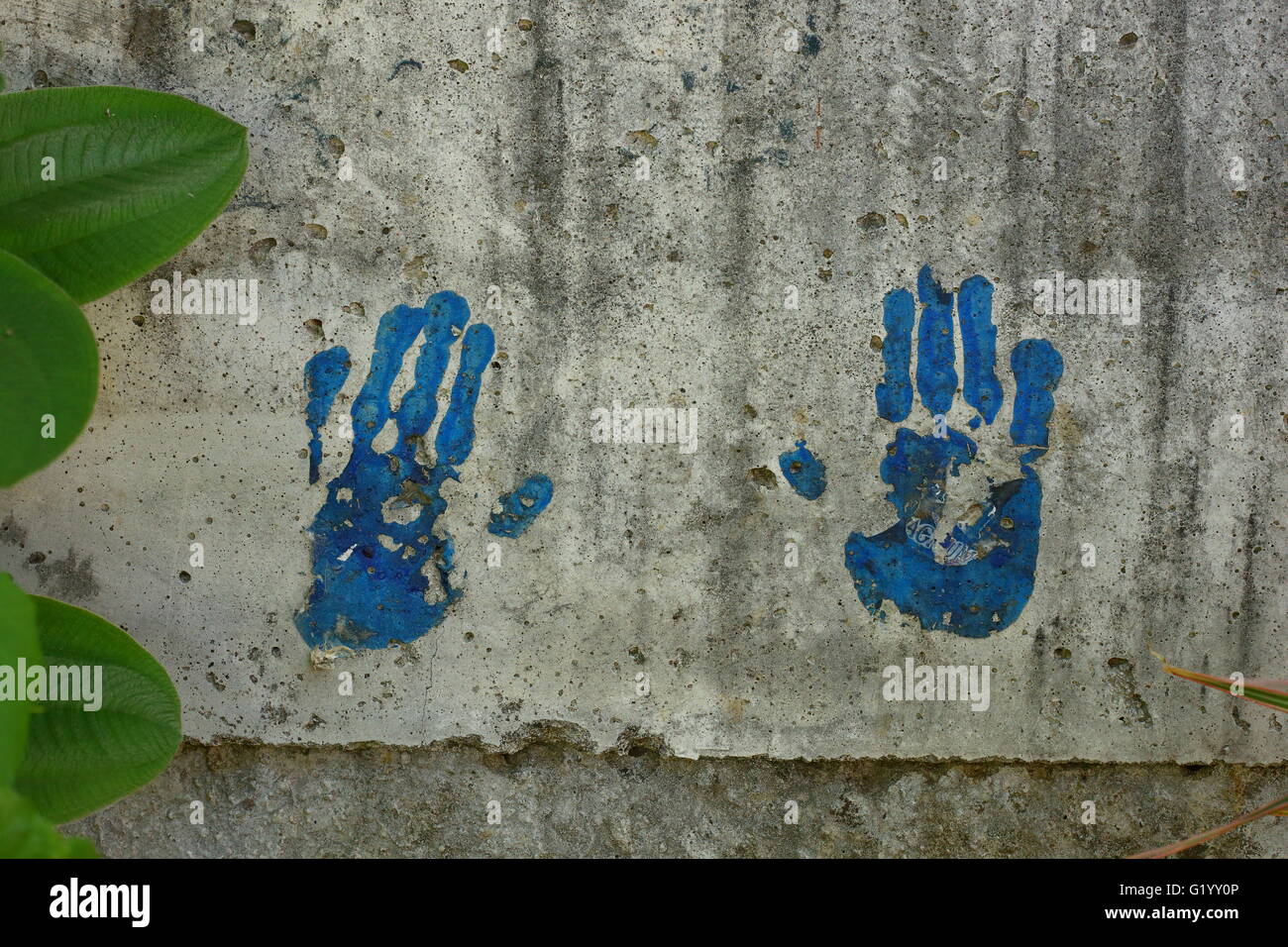 Blaue Farbe Hand druckt auf eine Betonwand, umrahmt von grünen Blättern Stockfoto