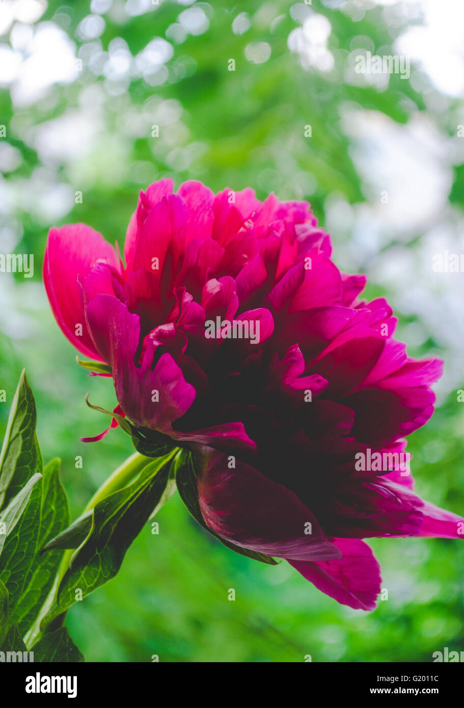 Foto von der Rosa mit grünen Pfingstrose Hintergrund Stockfoto