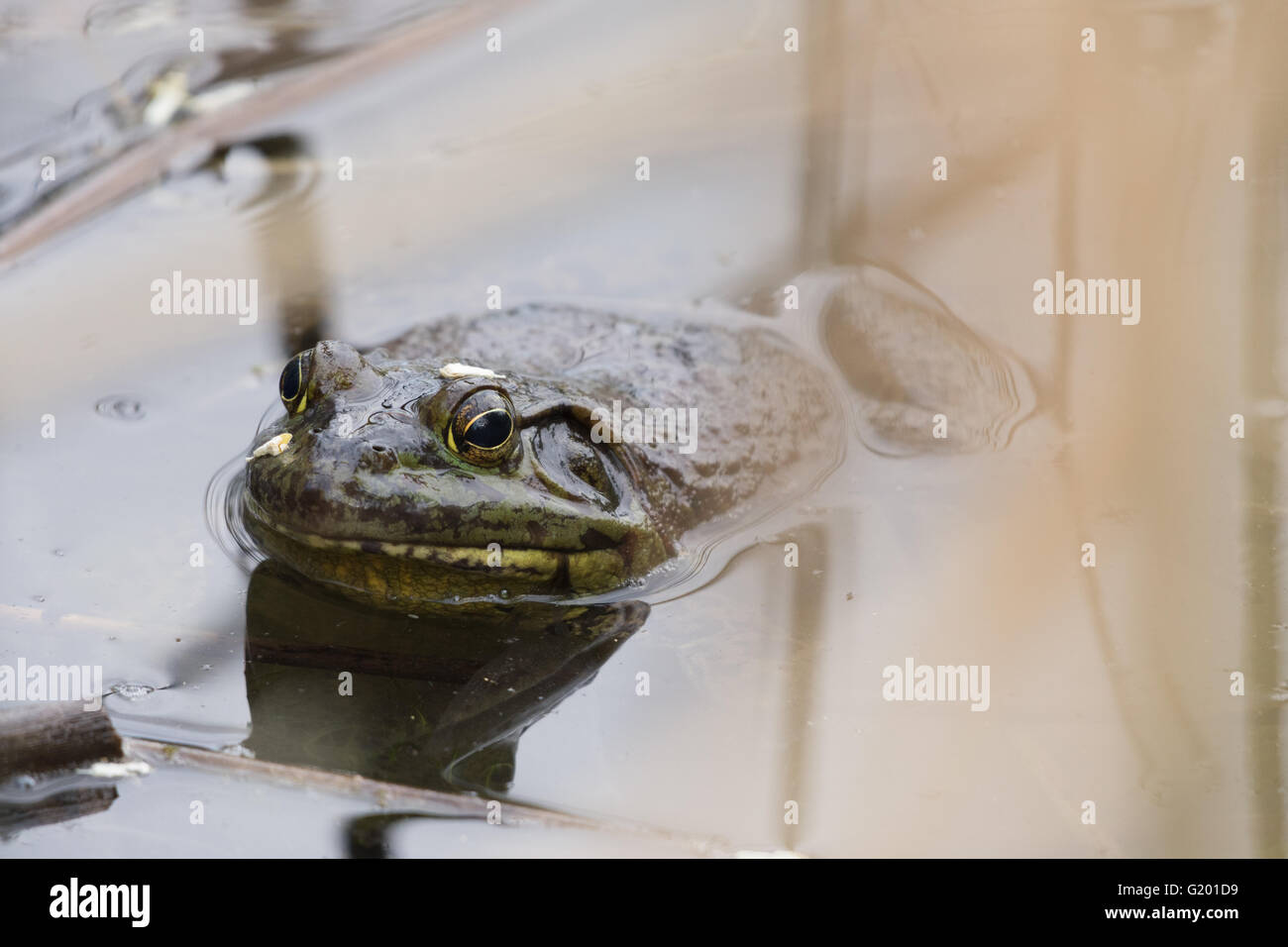 Männlichen amerikanischen Ochsenfrosch, (Lithobates Catesbeianus), Wildlife Management Teiche, schattigen Seen, Albuquerque, New Mexico, USA. Stockfoto
