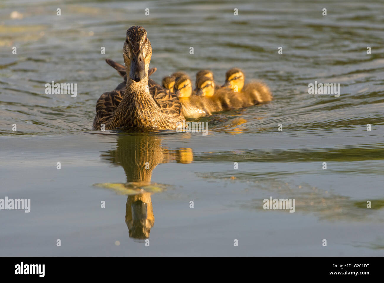 Stockente (Anas Platyrhynchos), Henne mit Küken.  Wildlife Management Teiche an schattigen Seen, Albuquerque, New Mexico, USA. Stockfoto