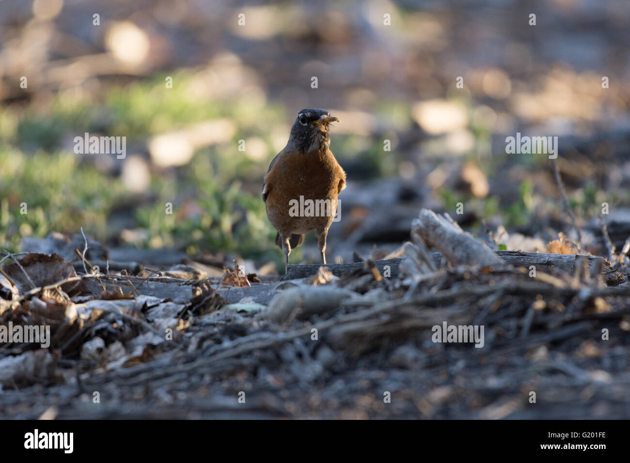 American Robin, (Turdus Migratorius), Futter für Insektenlarven.  Rio Grande Bosque in Albuquerque, New Mexico, USA. Stockfoto