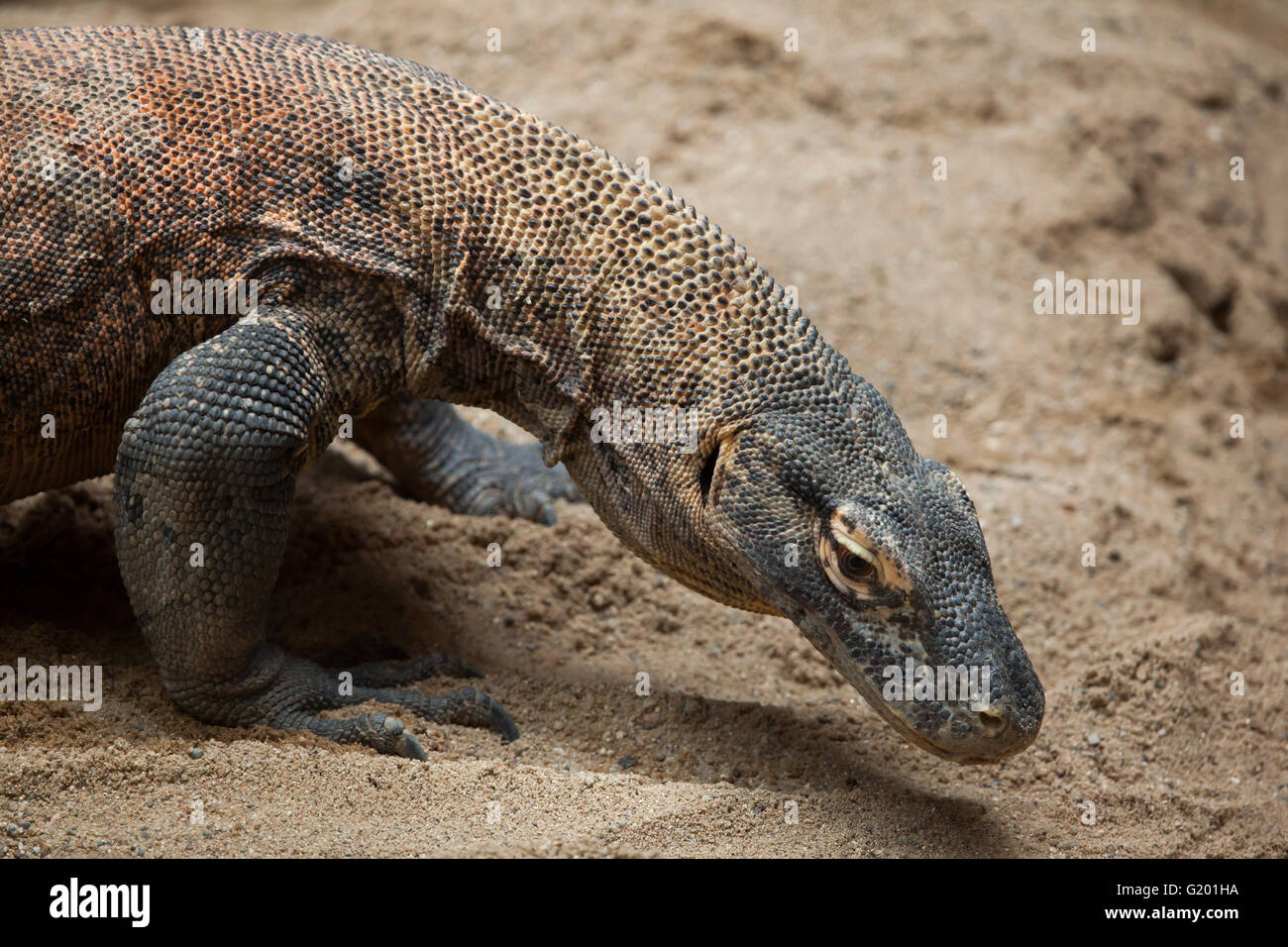 Komodo-Waran (Varanus Komodoensis) am Zoo Prag. Stockfoto