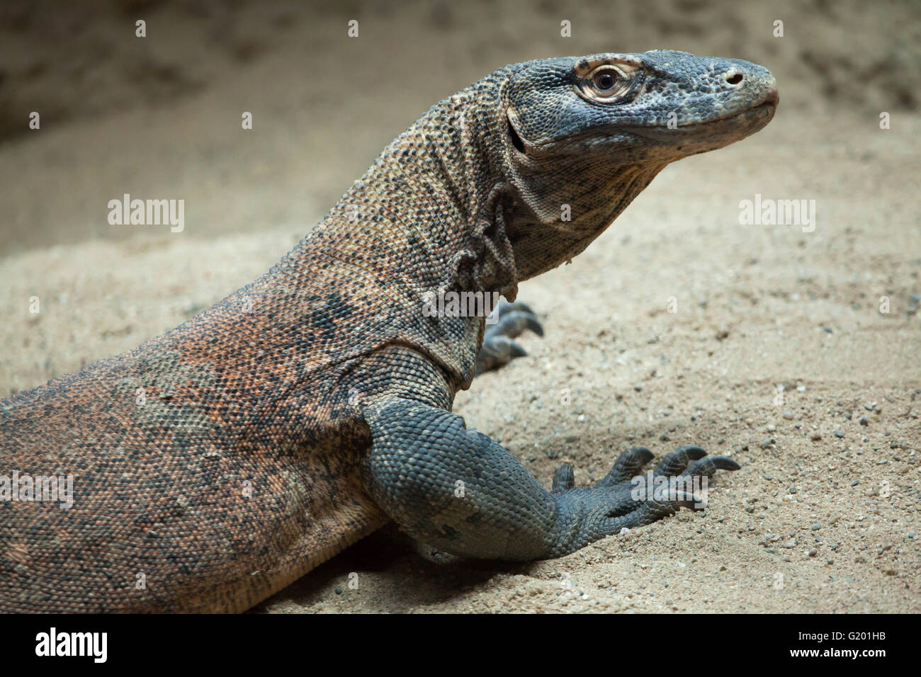 Komodo-Waran (Varanus Komodoensis) am Zoo Prag. Stockfoto