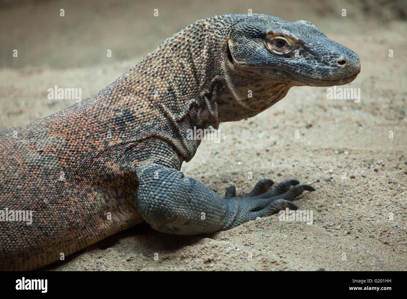 KomodoWaran (Varanus Komodoensis) am Zoo Prag Stockfotografie Alamy