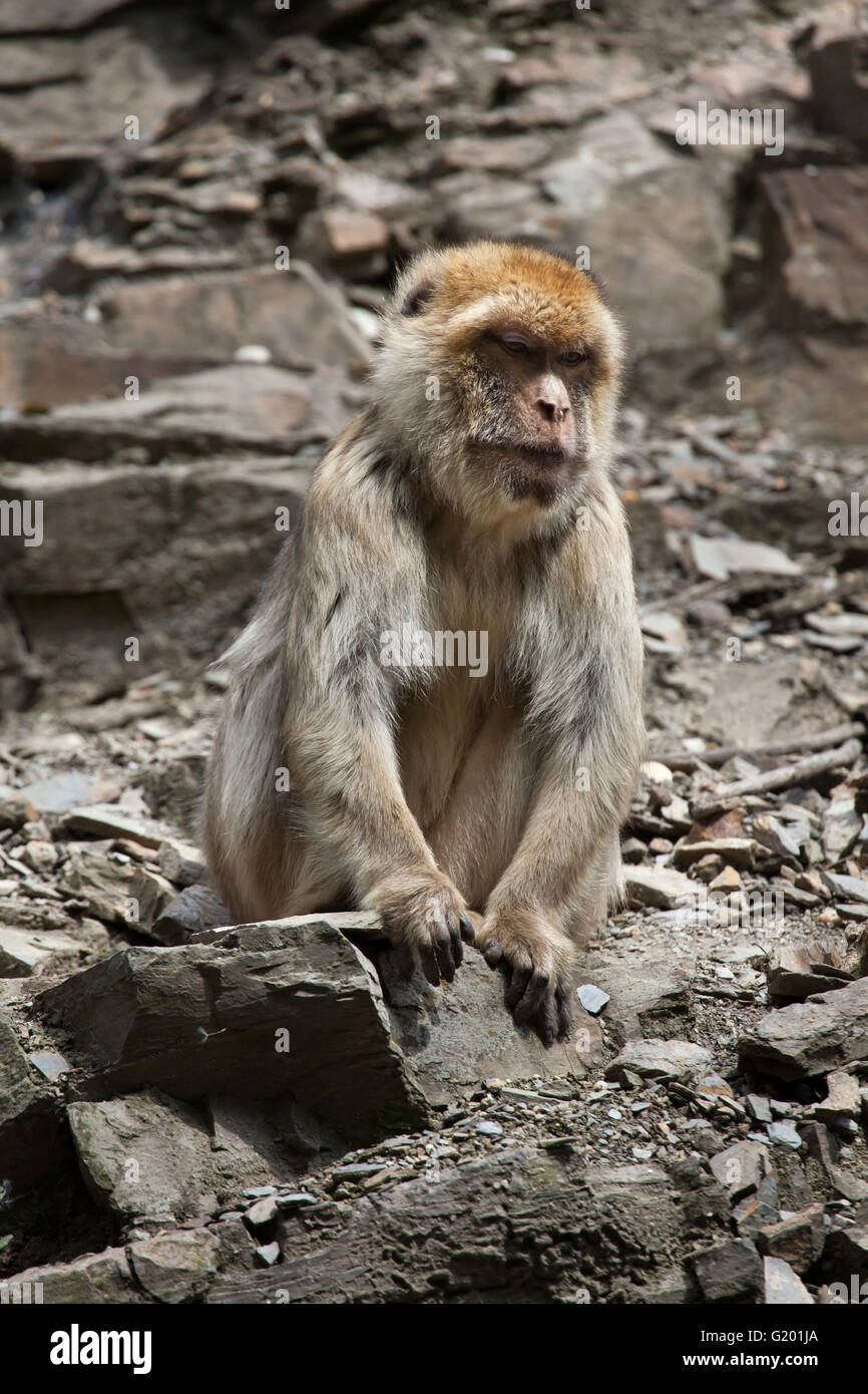 Berberaffe (Macaca Sylvanus), auch bekannt als die Maden am Zoo Prag. Stockfoto
