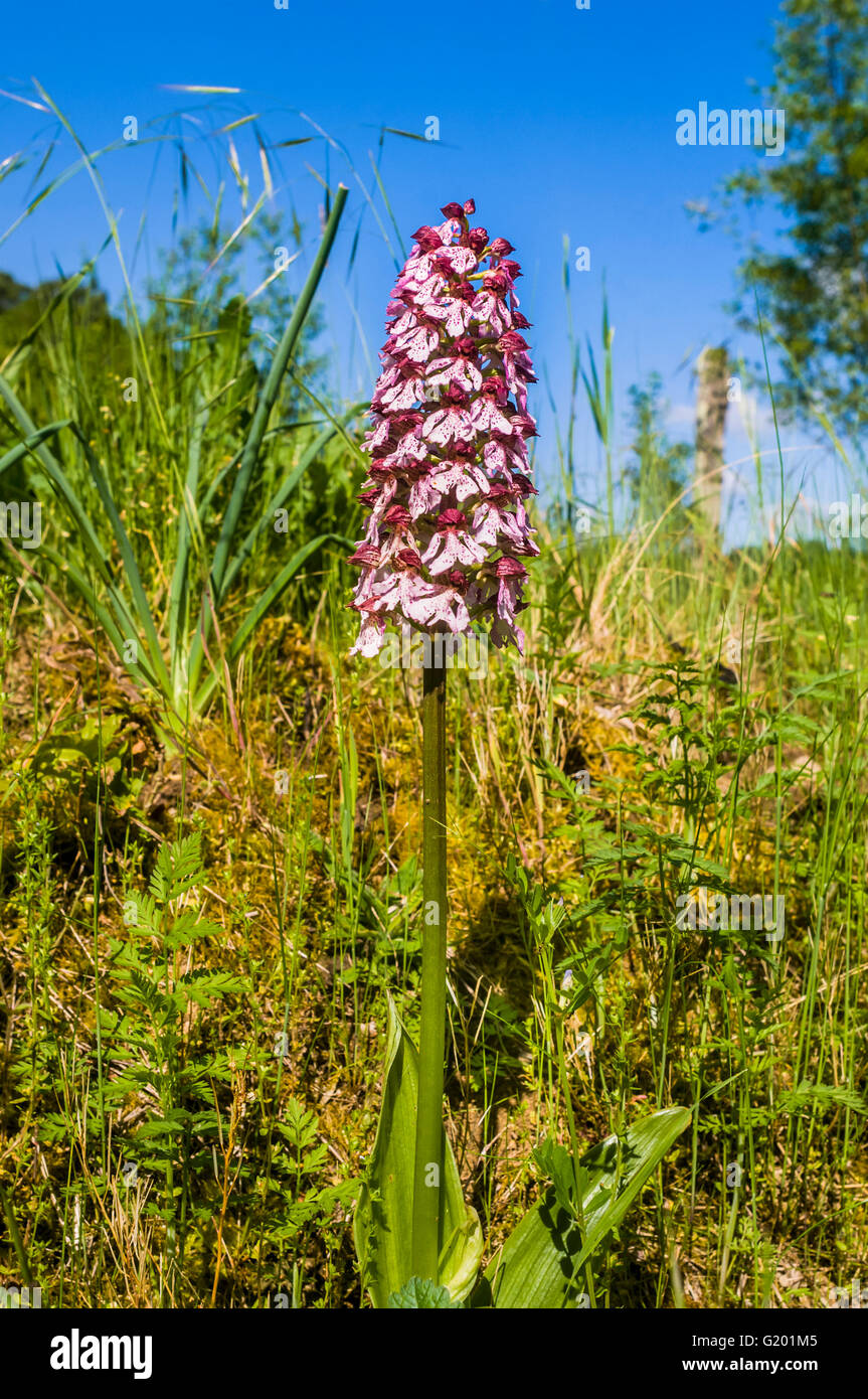 Lady Orchidee Blume - Frankreich Stockfoto