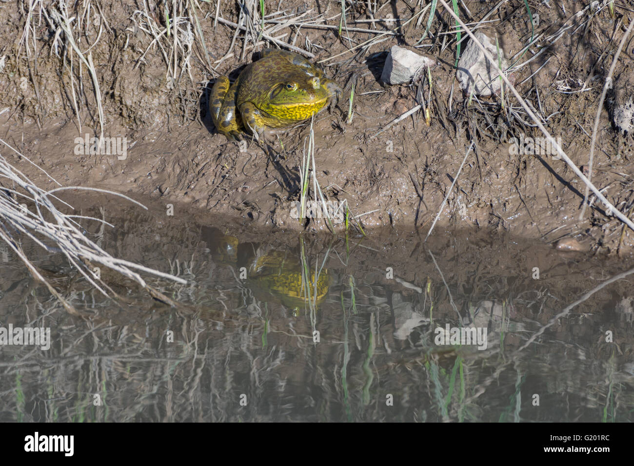 Männlichen amerikanischen Ochsenfrosch, (Lithobates Catesbeianus), Bosque del Apache National Wildlife Refuge, New Mexico, USA. Stockfoto