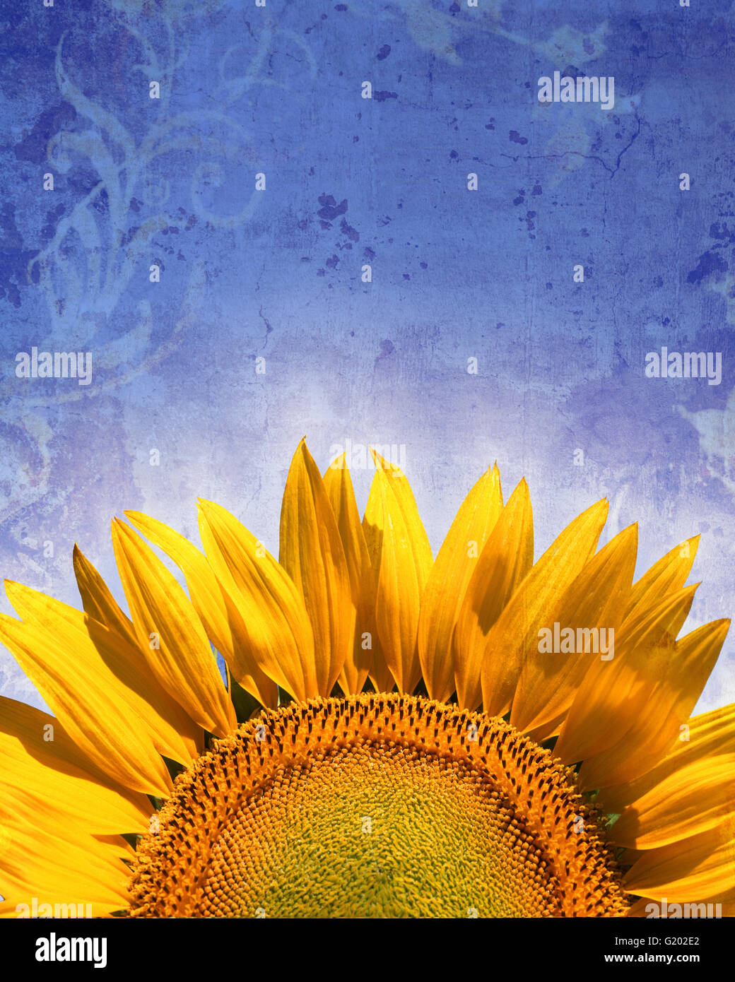 FLORA: Sonnenblume (Helianthus lat.) Stockfoto