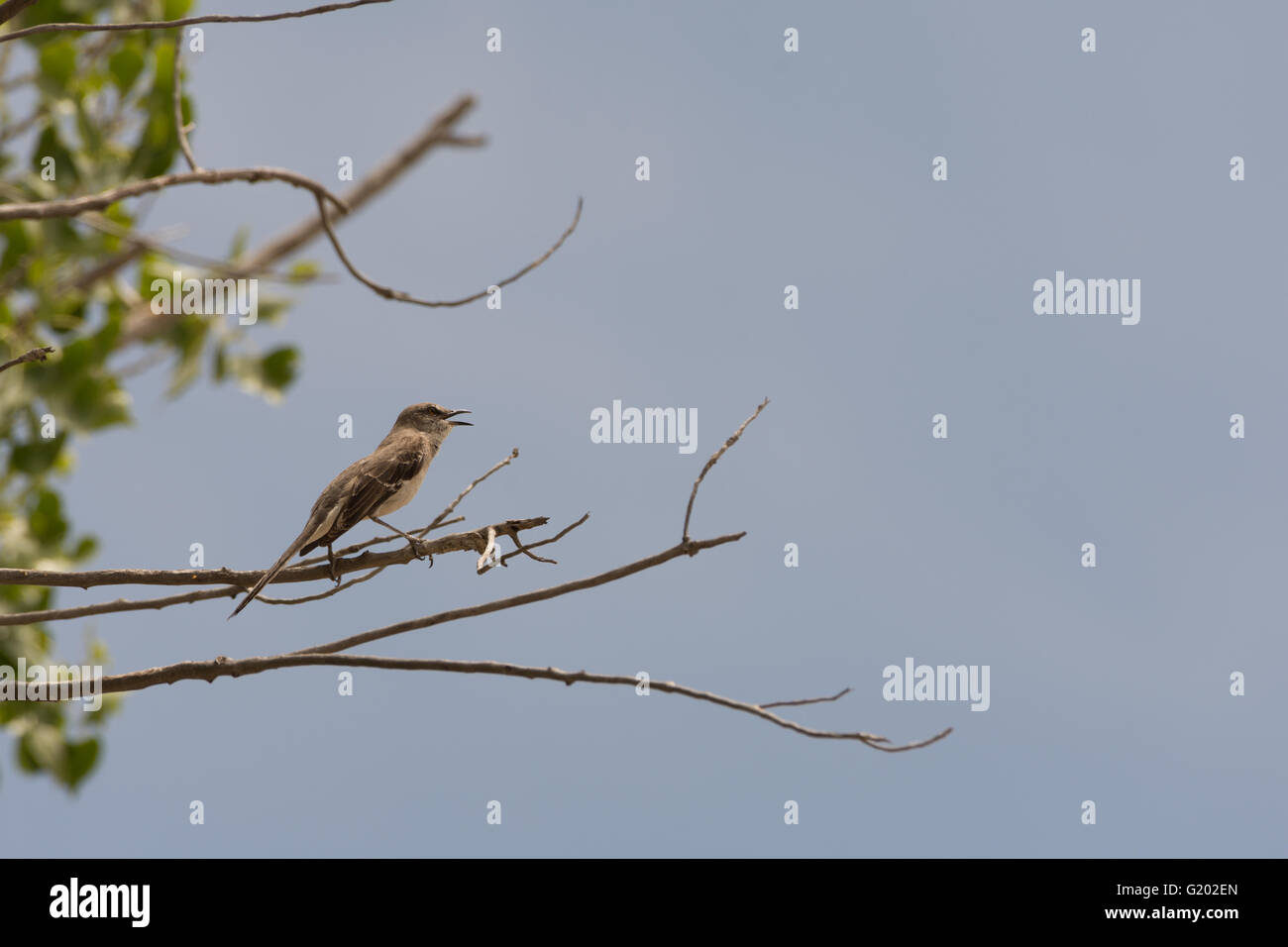 Nördliche Spottdrossel (Mimus Polyglottos), singen bei Bosque del Apache National Wildlife Refuge, New Mexico, USA. Stockfoto