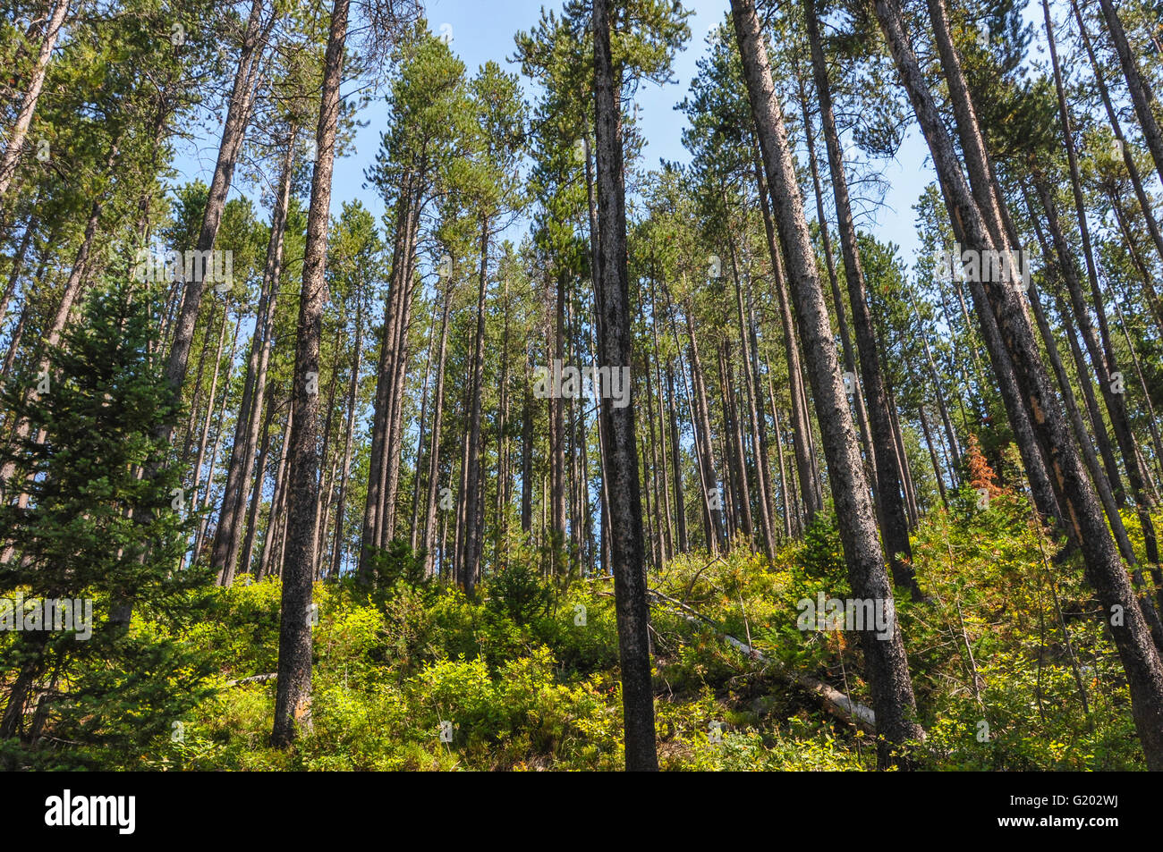 Tall stand von Evergreens in einem Wald in Wyoming Stockfoto