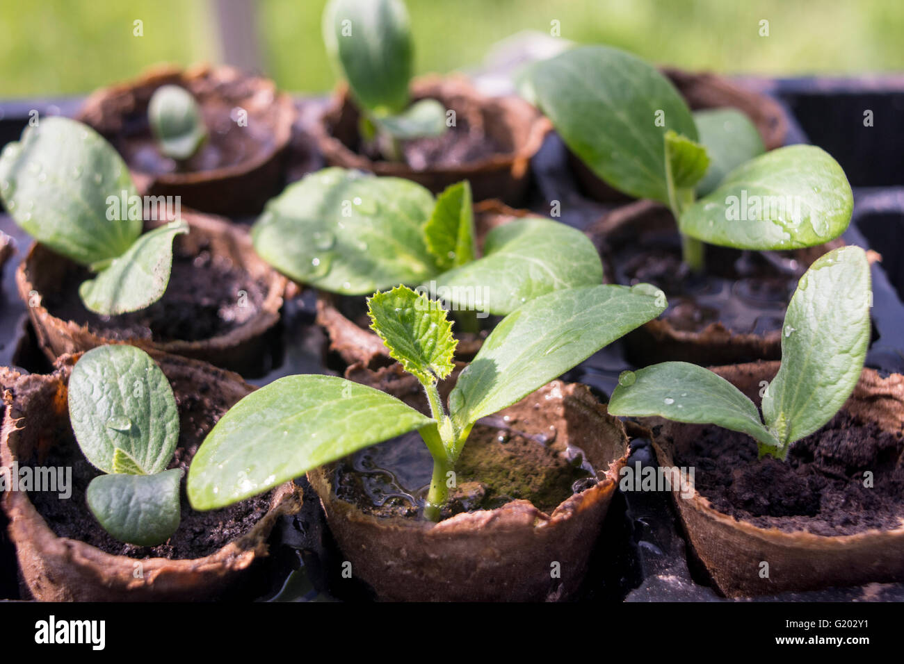 Zucchini-Sämlinge wachsen in biologisch abbaubaren Fasern Töpfen gepflanzt werden warten. Stockfoto