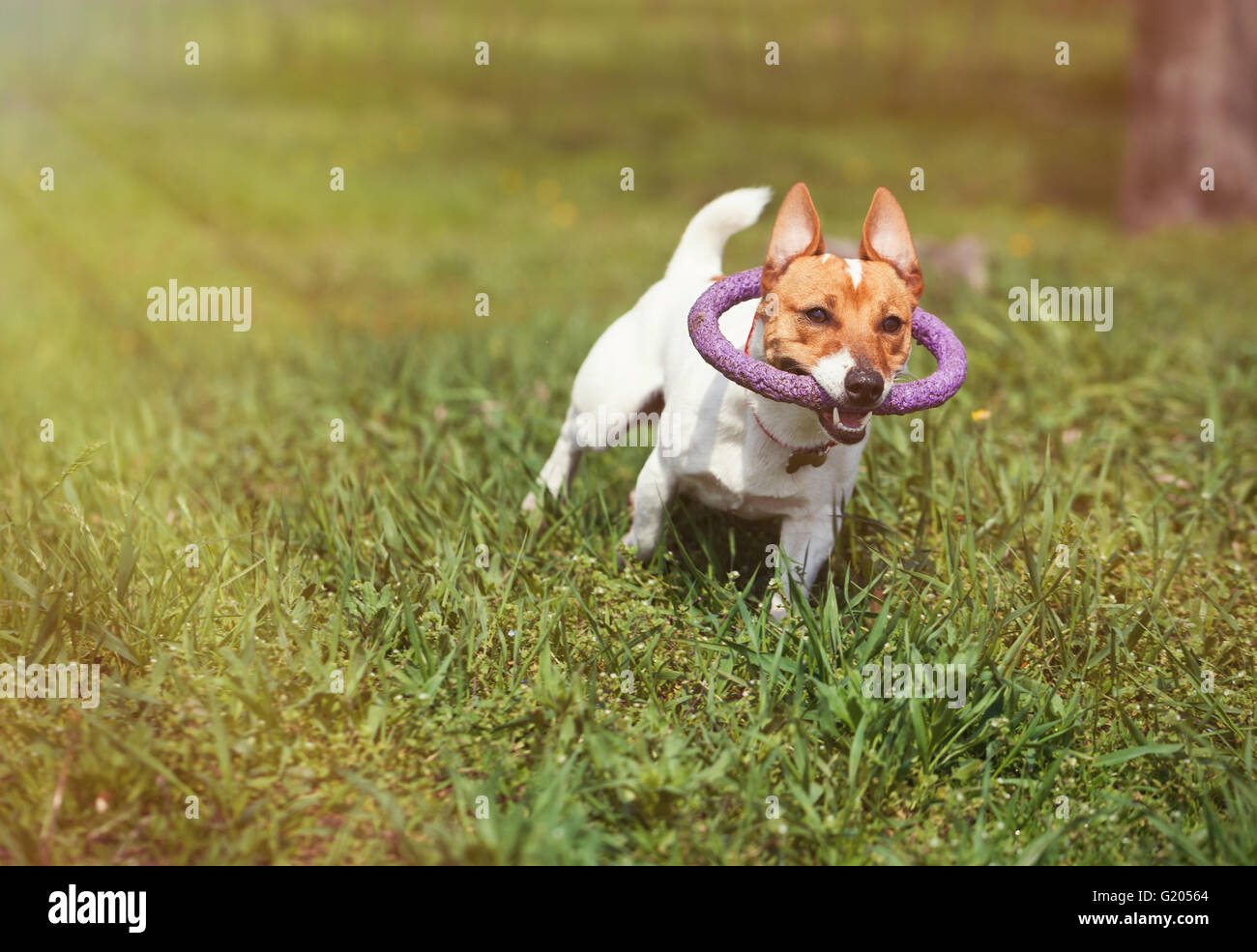 Jack Russell Welpen mit Puller Spielzeug in den Zähnen im grünen Park laufen. Niedliche kleine Haushund, guter Freund für eine Familie und Kinder. Freundlich und verspielt Hunde Rasse Stockfoto