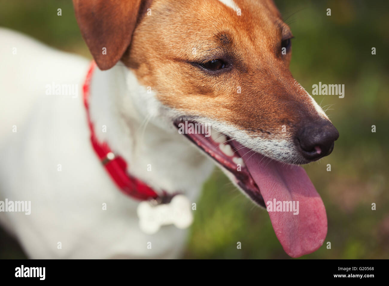 Jack Russell Welpen in grünen Park. Niedliche kleine Haushund, guter Freund für eine Familie und Kinder. Freundlich und verspielt Hunde Rasse Stockfoto