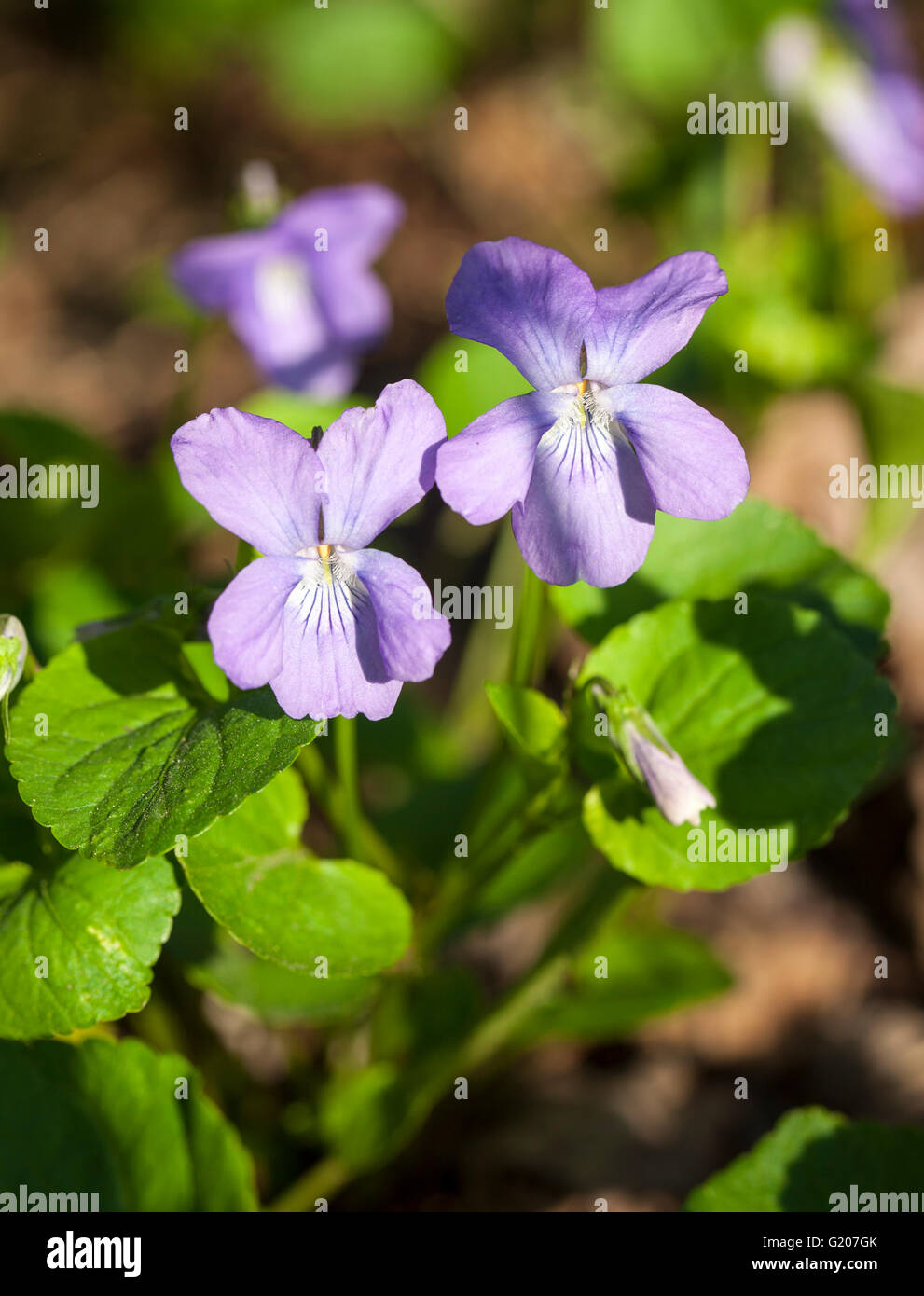 Gemeinsamen Hund-Veilchen (Viola Riviniana) Stockfoto