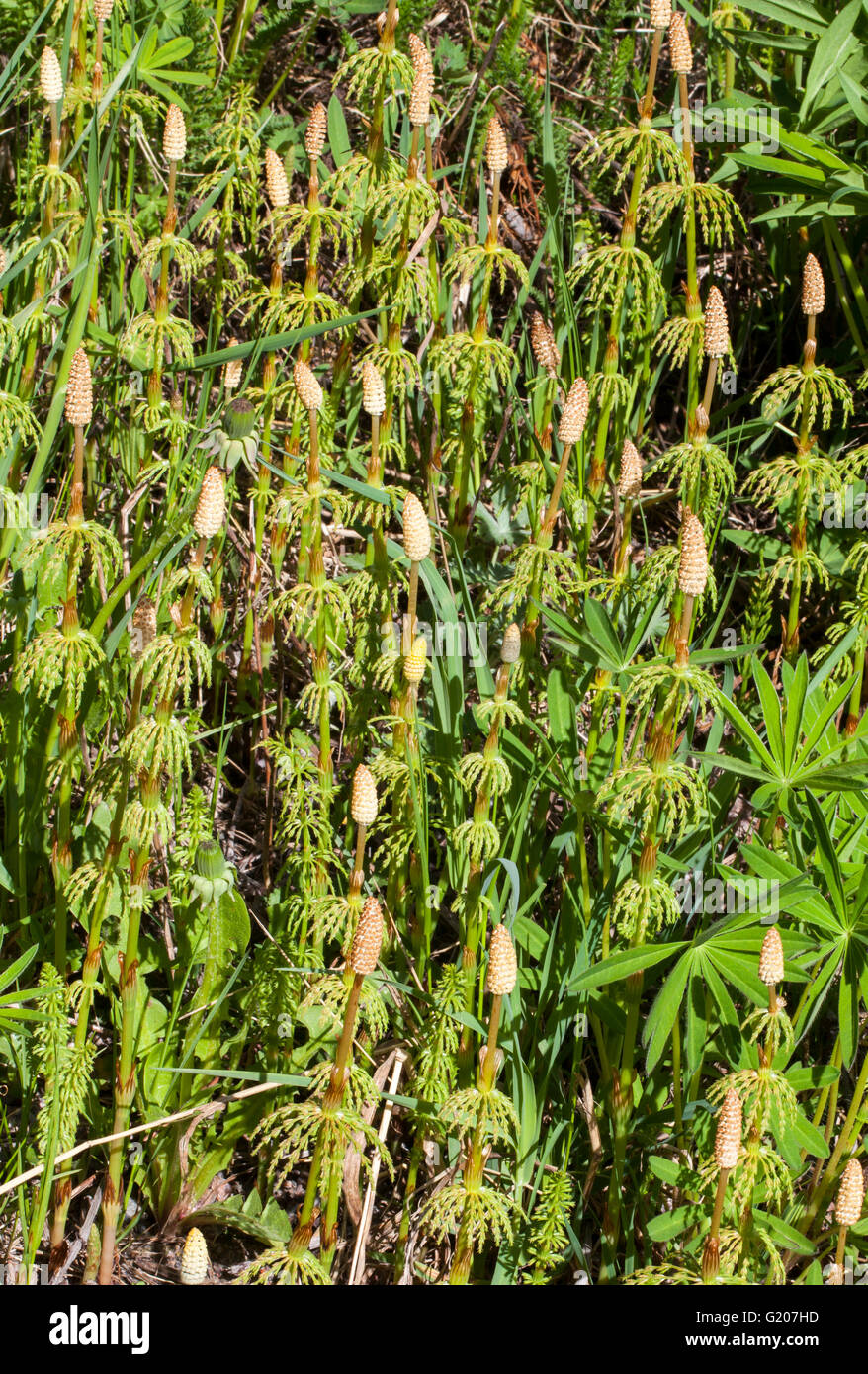 Gemeinsamen Schachtelhalm (Equisetum Arvense) Stockfoto