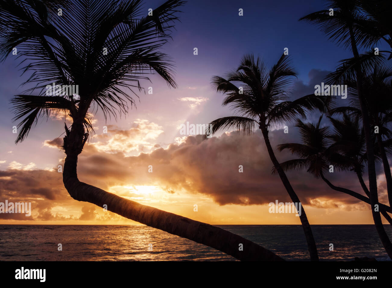 Palmen am Sonnenaufgang oder am Sonnenuntergang am karibischen Meer. Stockfoto