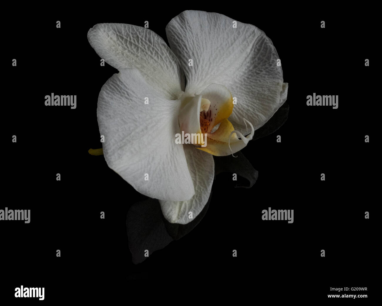 Einzelne Orchidee Blume isoliert auf glänzende schwarze Oberfläche mit leichten Reflexion Stockfoto