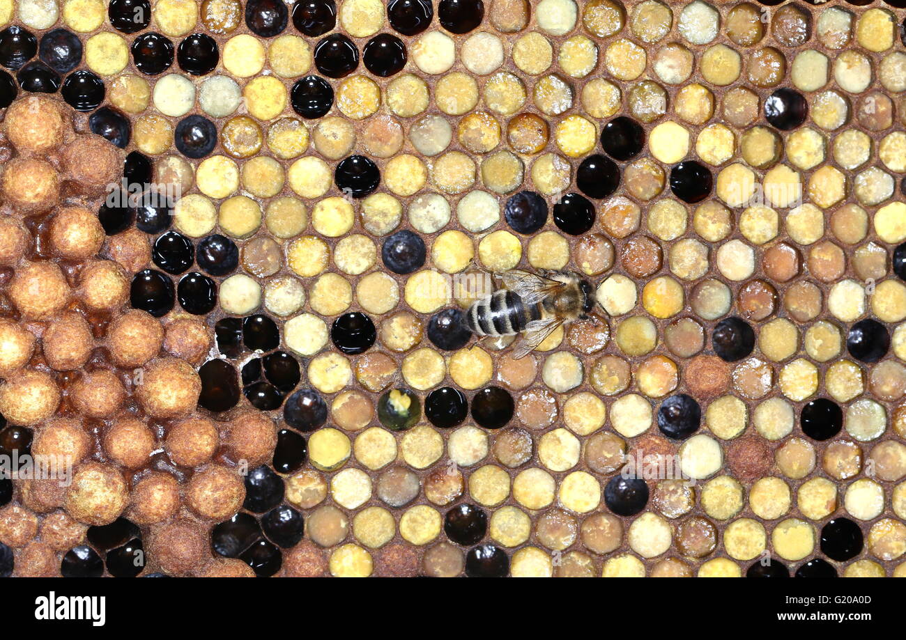 Biene mit einer Wabe Stockfoto