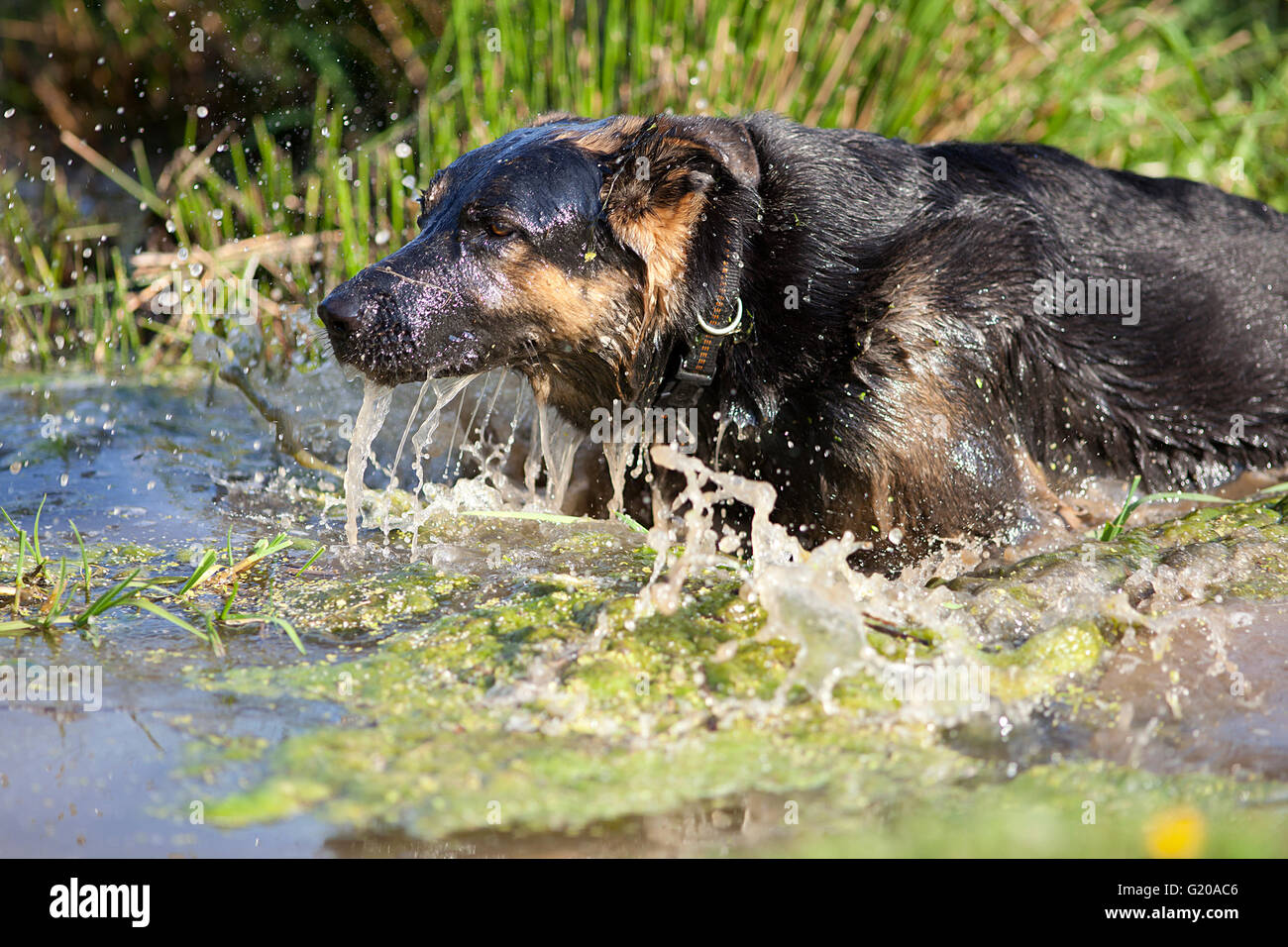 Hund haben Sie Spaß im Sommerurlaub im Wasser schwimmen Stockfoto