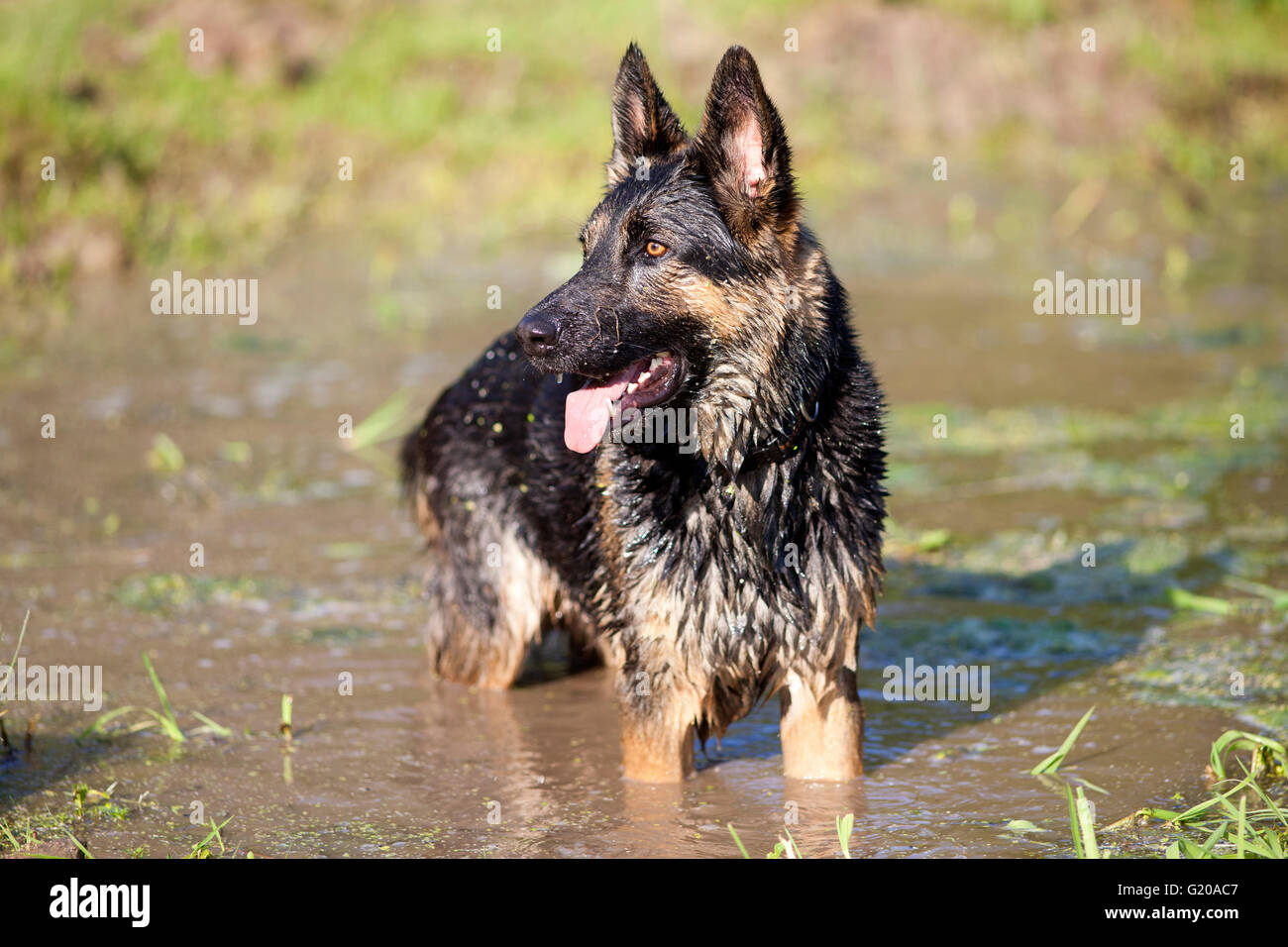 Hund haben Sie Spaß im Sommerurlaub im Wasser schwimmen Stockfoto