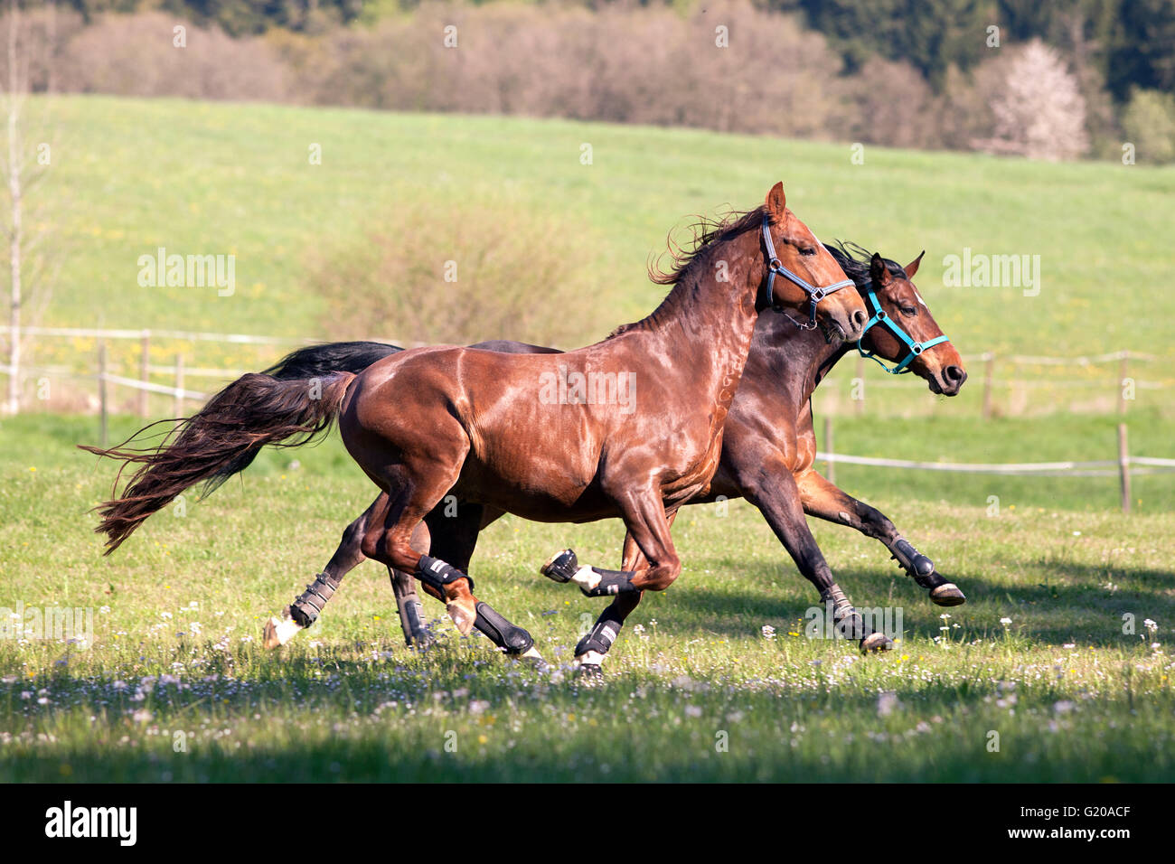 Wie Lange Kann Ein Pferd Galoppieren Galloping Horse On Pasture Stockfotos und -bilder Kaufen - Alamy