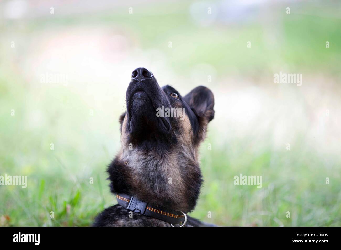 Deutscher schäferhund schaut voraus auf das Himmelsporträt Stockfoto