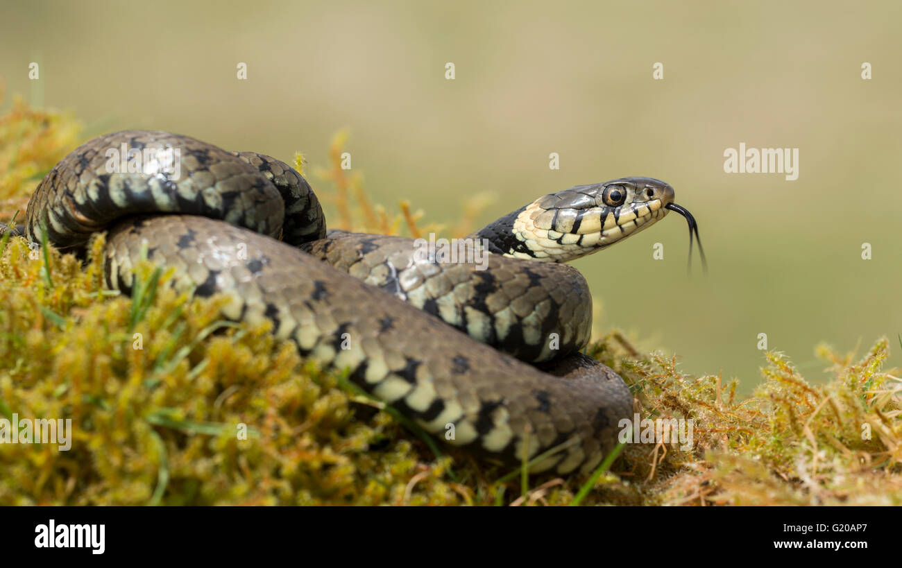 Ein Erwachsener Ringelnatter gegen ein sauberer Hintergrund Aalen in der Sonne auf einem moosigen Bereich mit seiner Zunge heraus streichen. Stockfoto