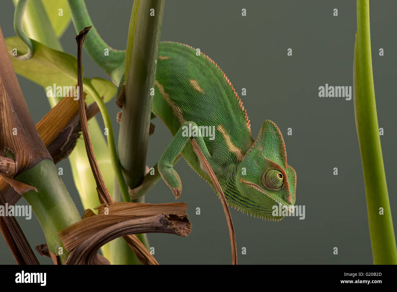 Jemenchamäleon (Chamaeleo Calyptratus) Stockfoto