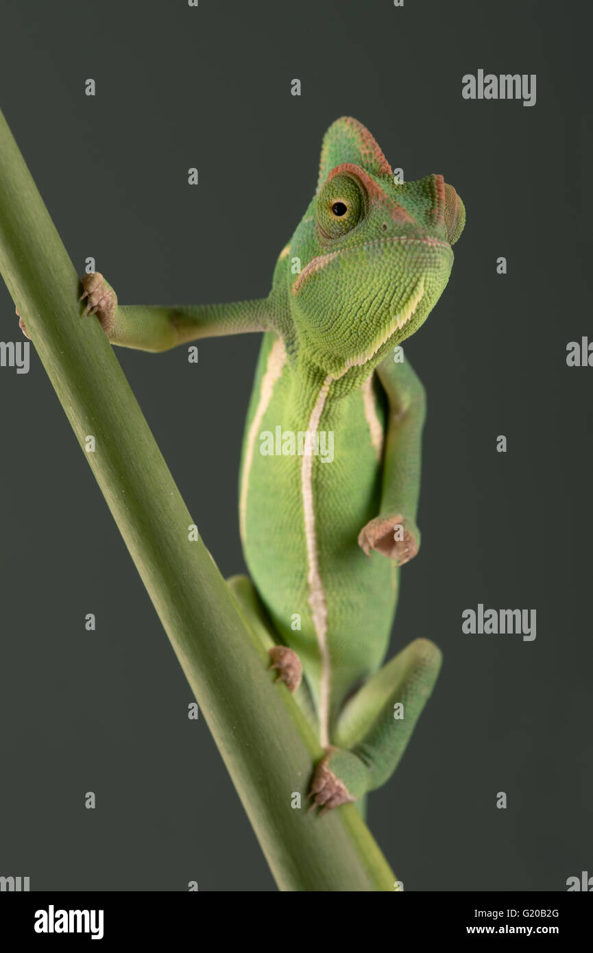 Jemenchamäleon (Chamaeleo Calyptratus) Stockfoto