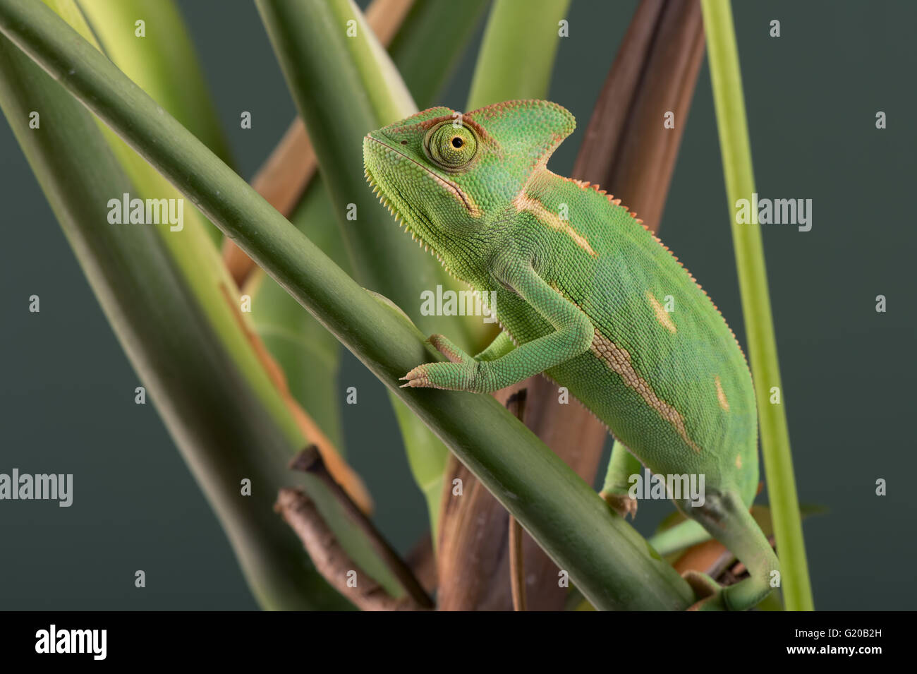 Jemenchamäleon (Chamaeleo Calyptratus) Stockfoto