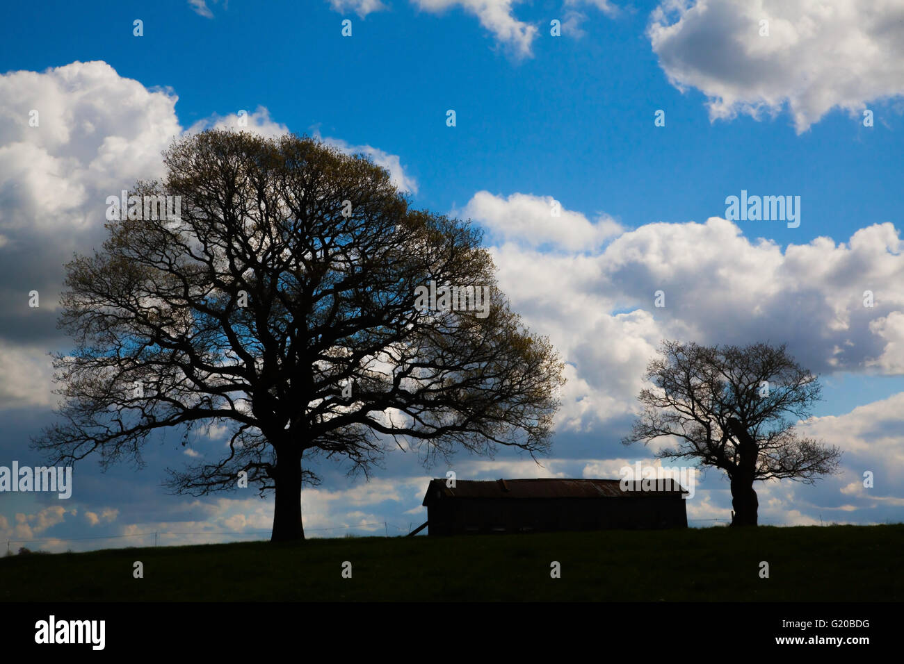 Silhouette des landwirtschaftlichen Gebäudes zwischen zwei Bäumen mit blauem Himmel Stockfoto