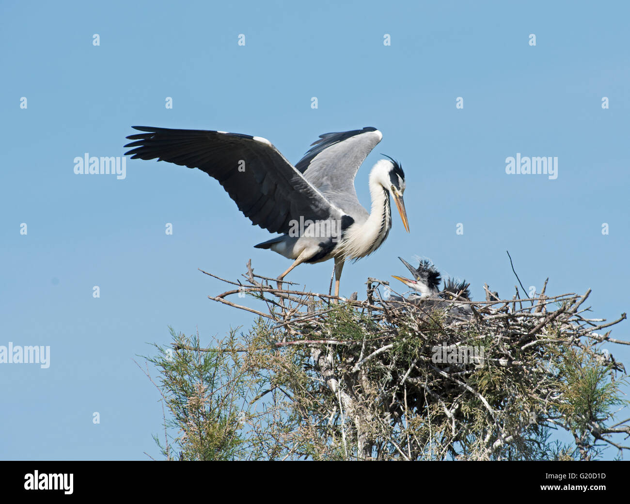 Grey Heron Ardea Cinerea Küken im nest Camargue-Provence-Frankreich Stockfoto