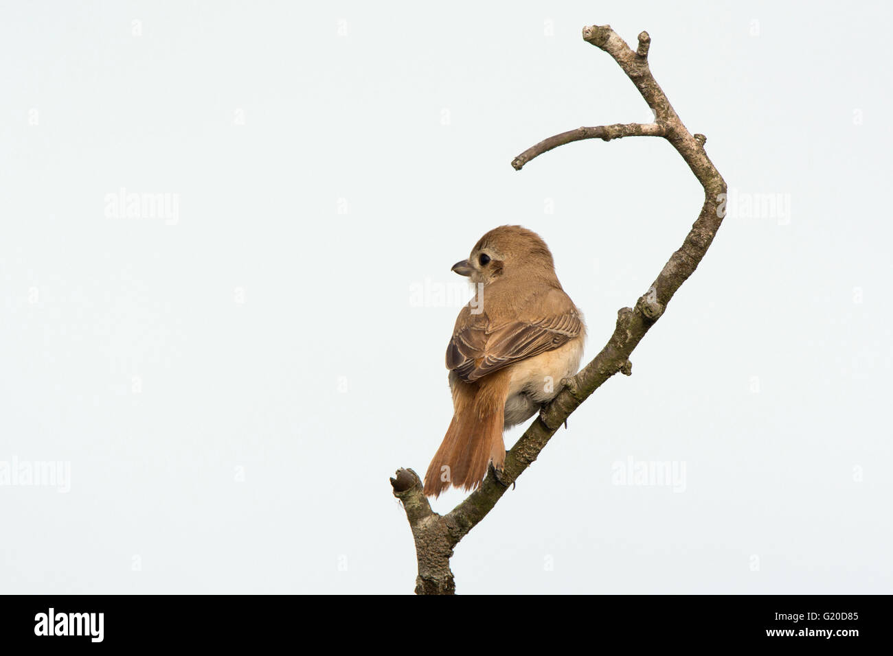 Isabellinische (Daurische) Shrike Lanius Isabellinus Beeston gemeinsame Norfolk Oktober 2015 Stockfoto