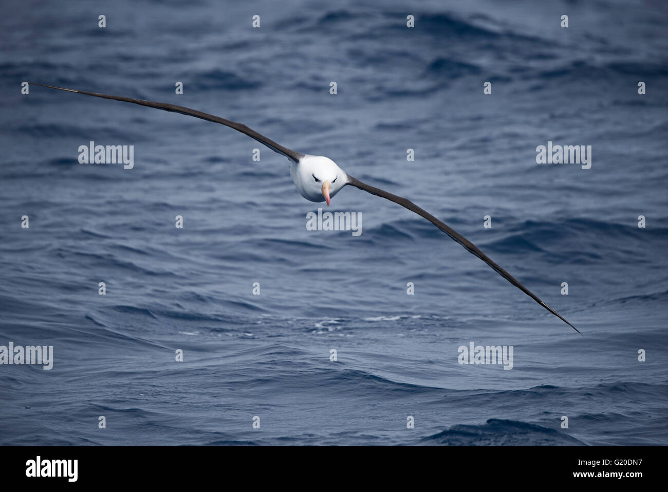 Black-browed Albatross Thalassarche Melanophris im Südatlantik aus Süd-Georgien-Januar Stockfoto