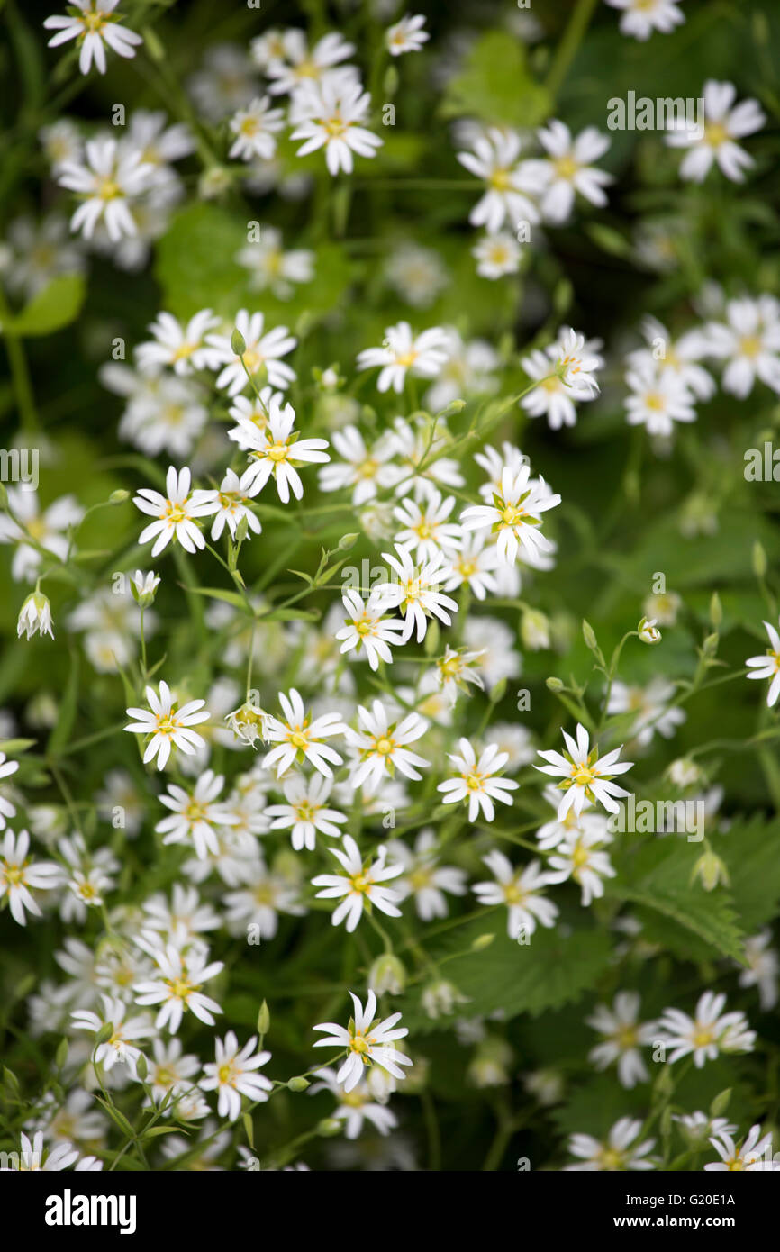 Geringerer Stitchwort (Stellaria Graminea) in einem Hedgrow, England, UK Stockfoto