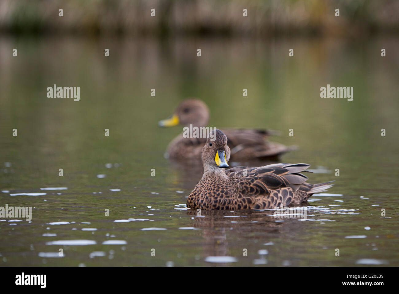 South Georgia Pintail, Anas Georgica Georgica, Holmestrand, Süd-Georgien Stockfoto