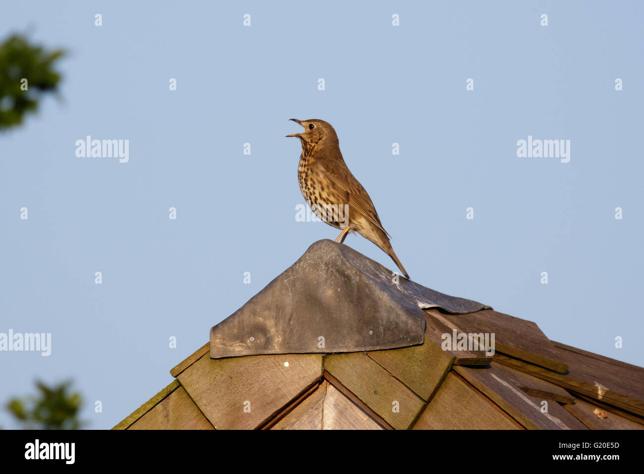 Singdrossel (Turdus Philomelos) singen aus einem Pultdach oder auf dem Dach Stockfoto