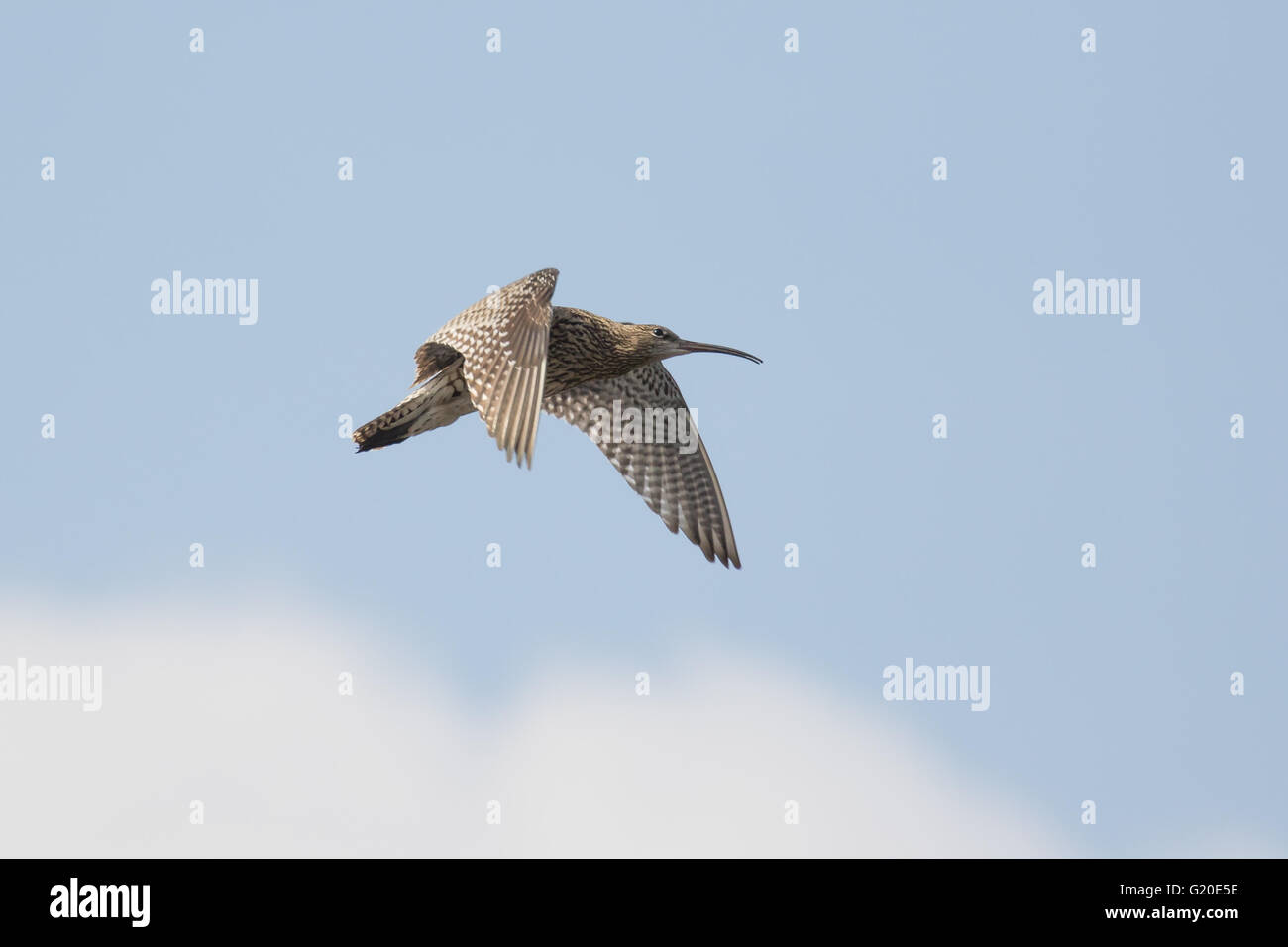 Eurasische Brachvogel (Numenius Arquata) aufrufen und Anzeigen im Flug. Stockfoto