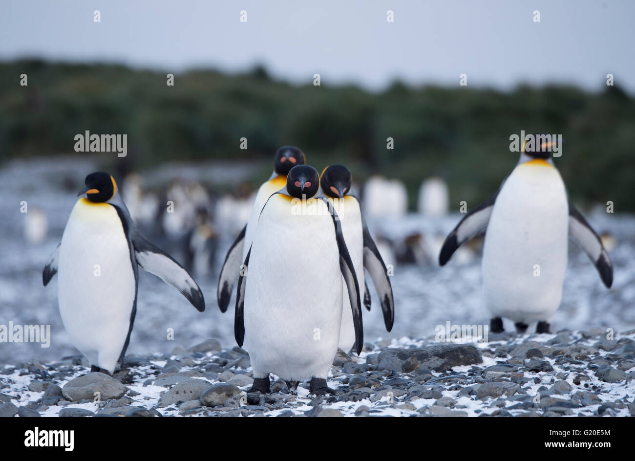 König Penguins Aptenodytes Patagonicus Holmestrand Südgeorgien Stockfoto