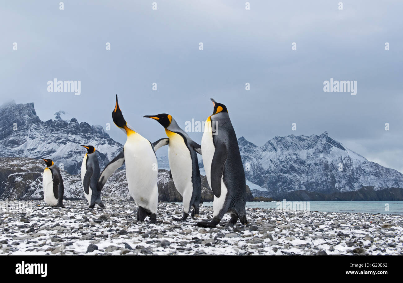 König Penguins Aptenodytes Patagonicus Holmestrand Südgeorgien Stockfoto