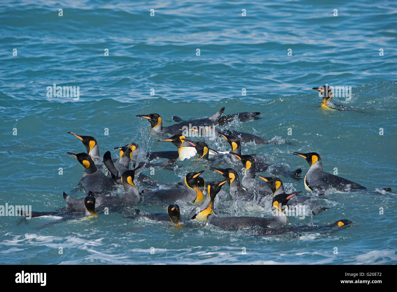 König Penguins Aptenodytes Patagonicus Baden im Surf aus St. Andrews Bay South Georgia Stockfoto