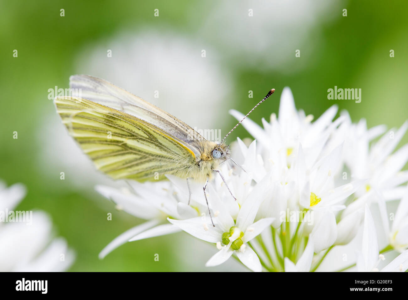 Grün-veined weiß (Pieris Napi) Schmetterling auf Bärlauch (Allium Ursinum) Blütenstand, England, UK Stockfoto