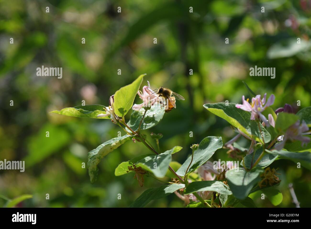 Eine Honigbiene besucht eine rosa Blume. Stockfoto