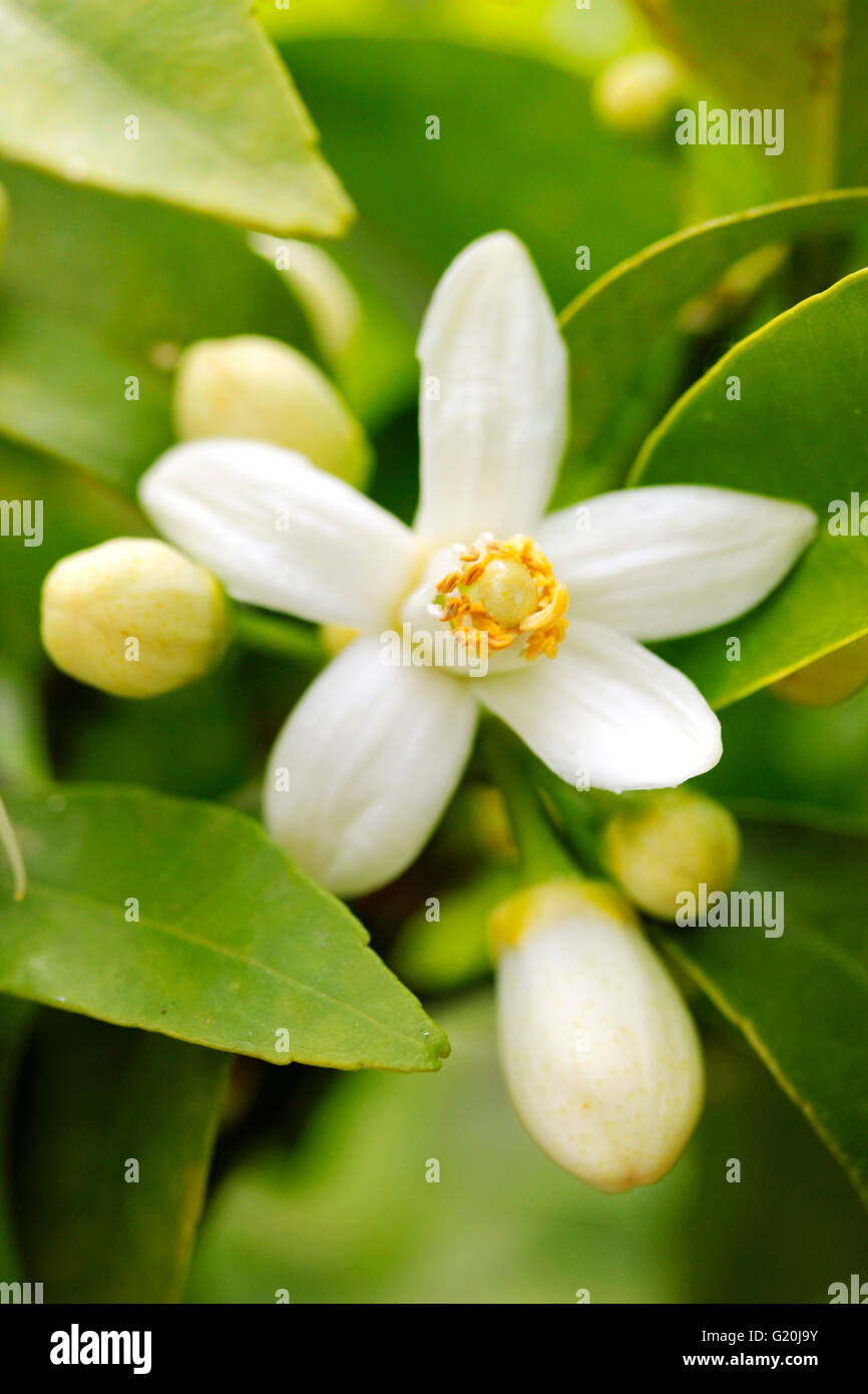 Grapefruit Blüte. Citrus x Paradisi. Stockfoto